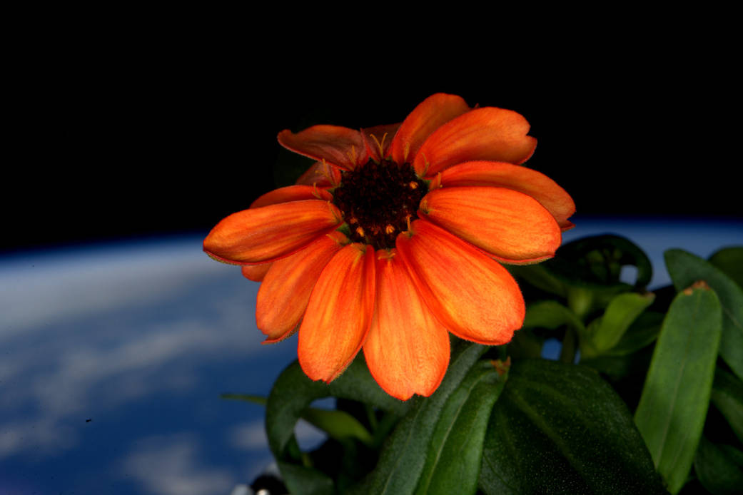 An orange zinnia grown aboard the International Space Station
